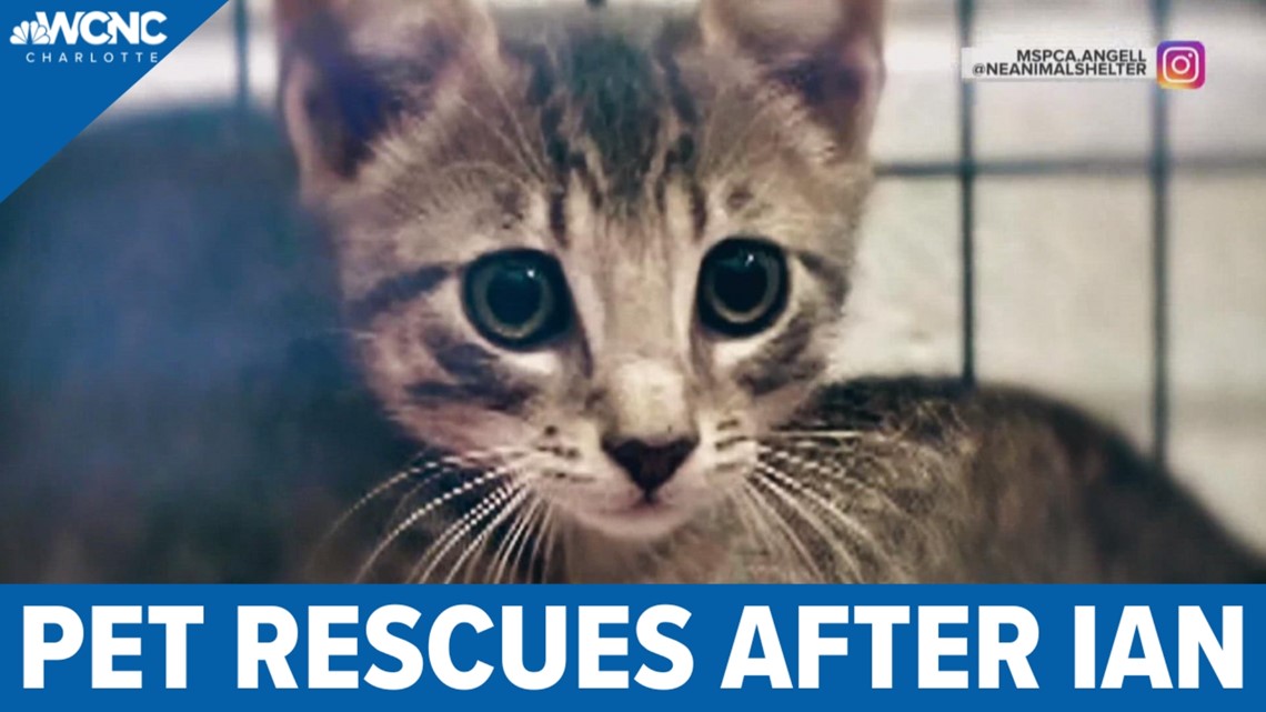 Pet rescues after Hurricane Ian