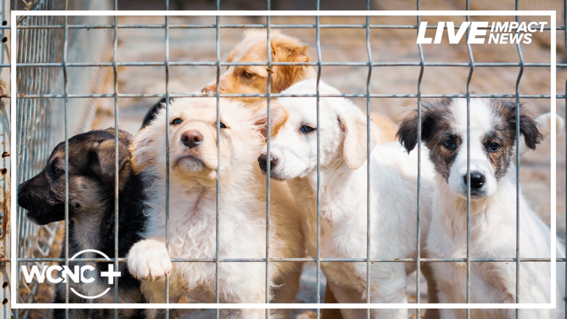 Clear the Shelters: Lincoln County waives pet adoption fees to help pets find homes