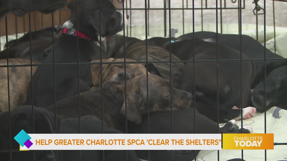 Animal Shelters Face Nationwide Adoption, Foster Care Shortages