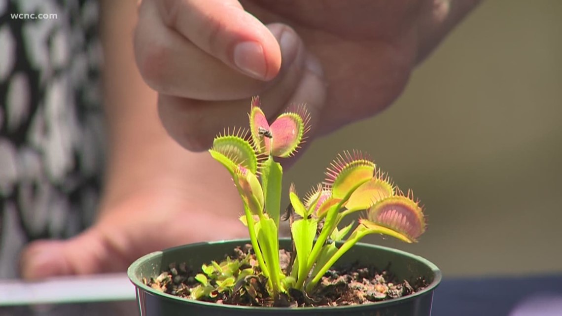How to care for carnivorous plants