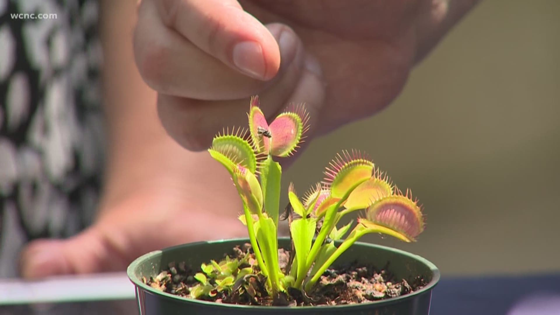 Jeff Gillman with UNCC Botanical Gardens shares what carnivorous plants are and how to care for them.