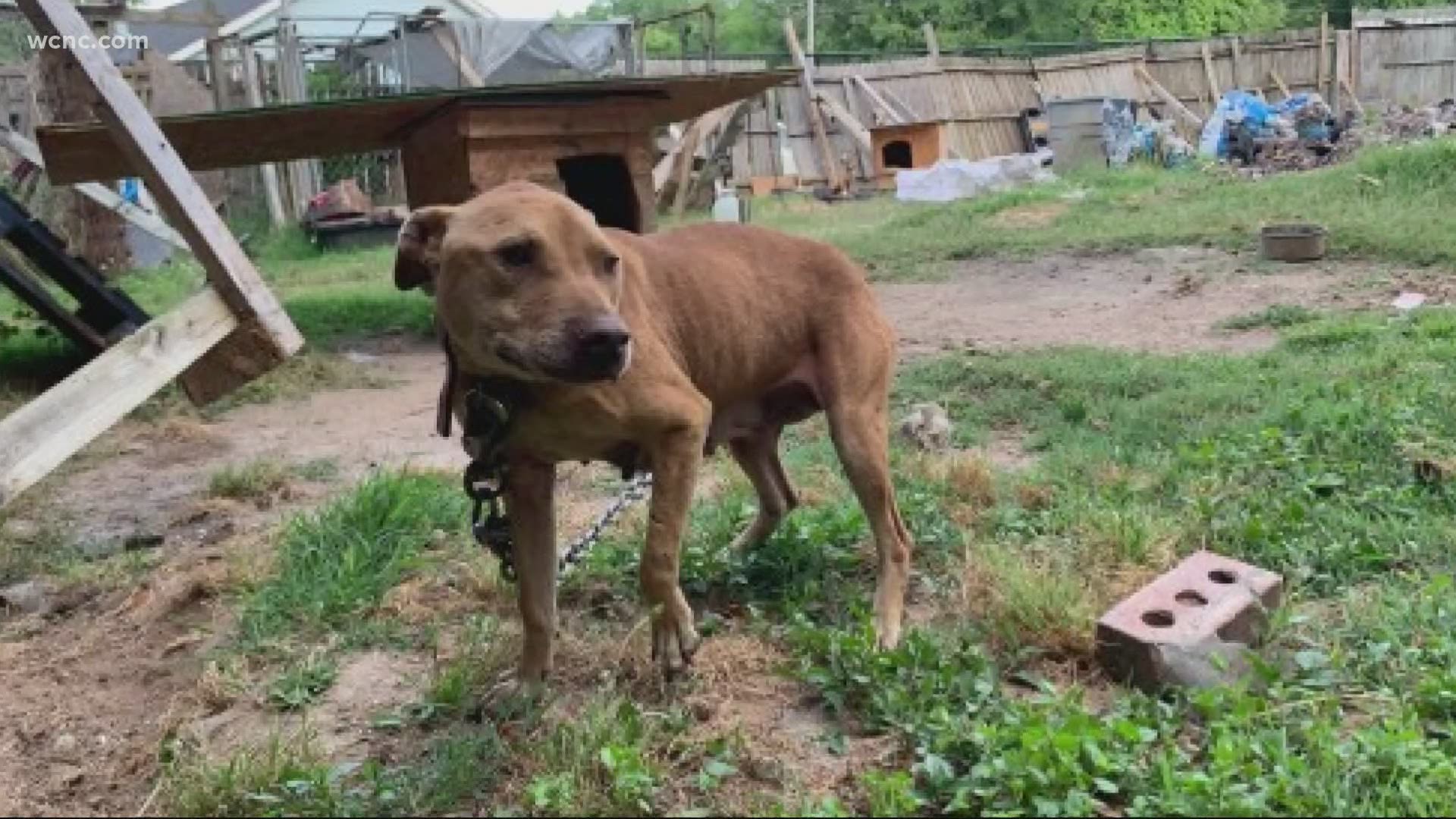 Gaston County Police rescued several dogs from an alleged dogfighting ring