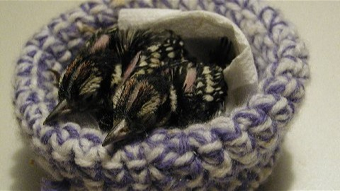 Building Temporary Nests for Misplaced Baby Birds – Greenwood