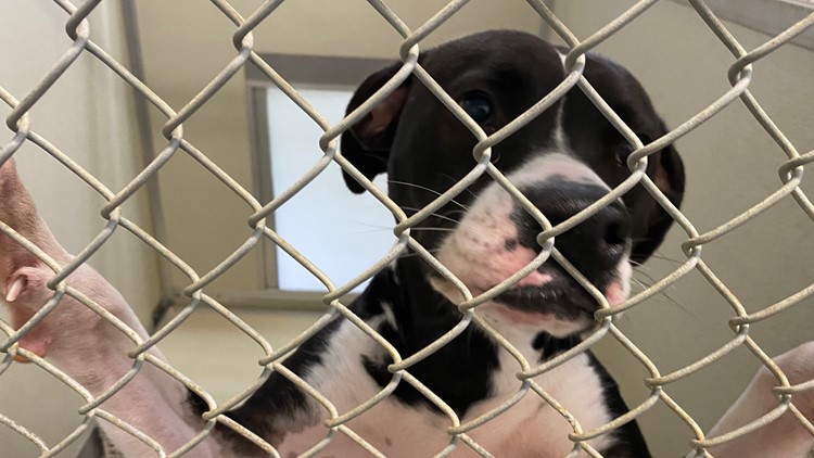 Lincoln County shelter hopes to find homes for 50 animals this weekend