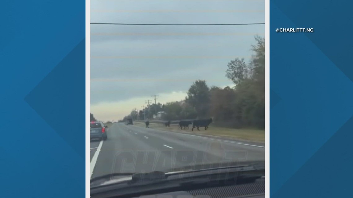 Cows Fall Out Of Trailor | Wcnc.com