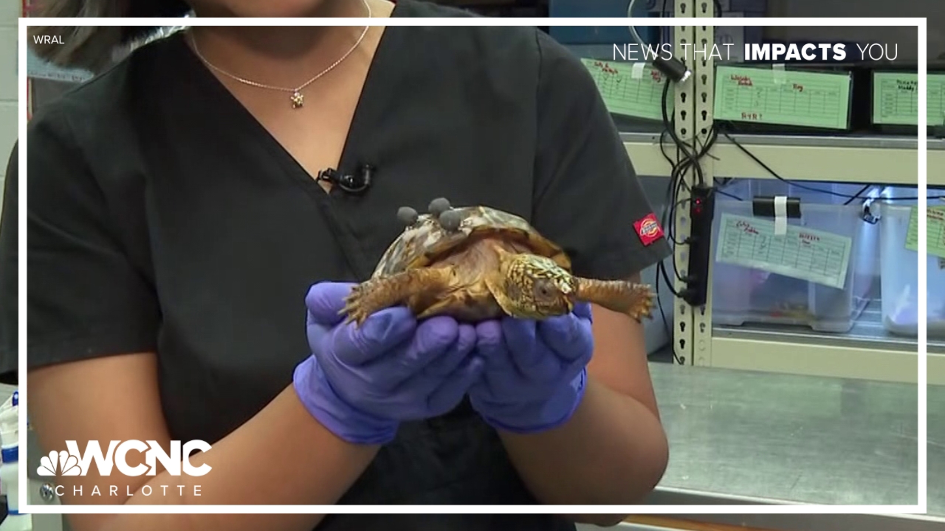 Would you shell out a few extra bucks every year to help rescue wild turtles? 