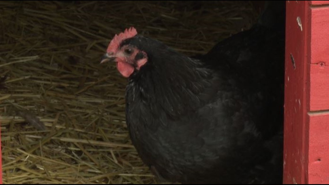 York County could soon allow people to have chickens in backyards