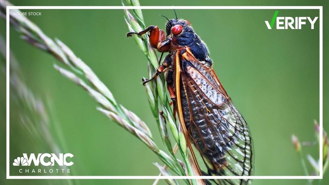 Cicadas can pee 10 feet per second. Let's VERIFY the science behind it | wcnc.com