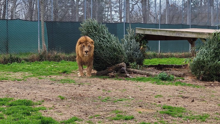 How to recycle Christmas trees for big cats in North Carolina