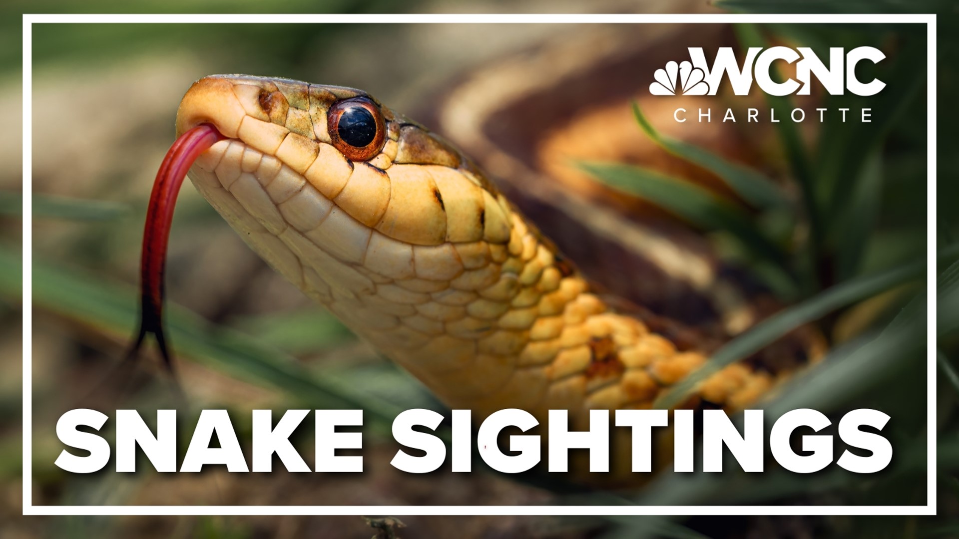 A heads up for people in the Carolinas! As the warm weather continues, you might see some more snakes.
