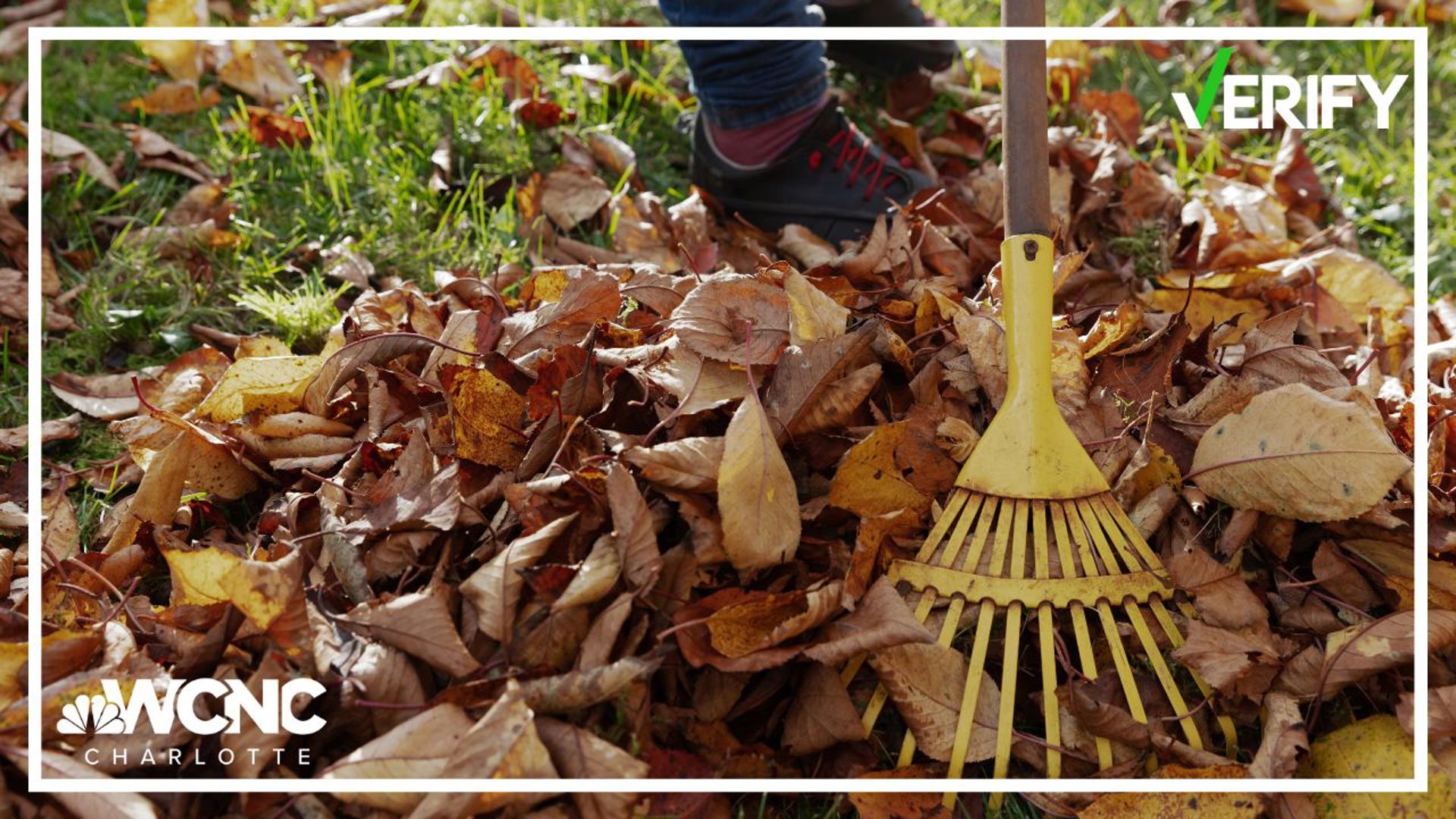 Fall is in full swing, and while most leaves are still on trees the age-old question is beckoned: Should you rake your leaves, or leave them alone?