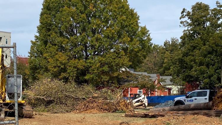 'It's looking pretty good' | 100-year-old willow oak tree saved, another torn down as construction begins in Charlotte neighborhood