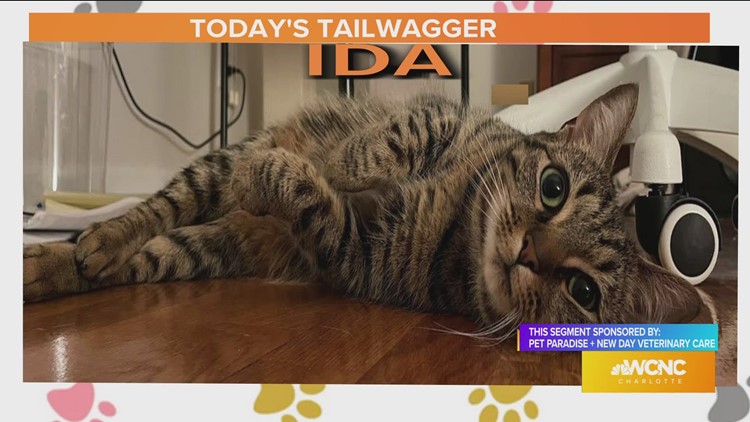 Tuesday's picture purr-fect Tailwagger is Ida