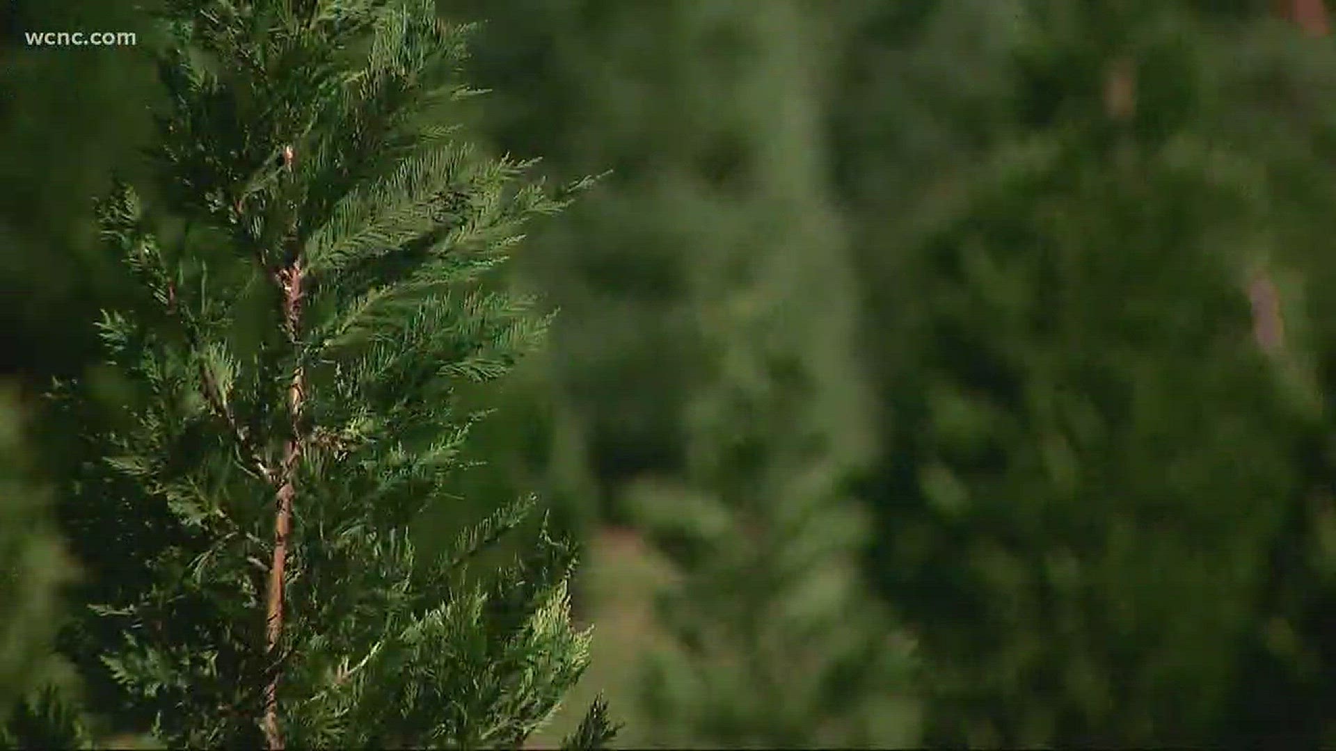 The North Carolina Christmas Tree Association is expecting a 10 percent spike in prices this season.