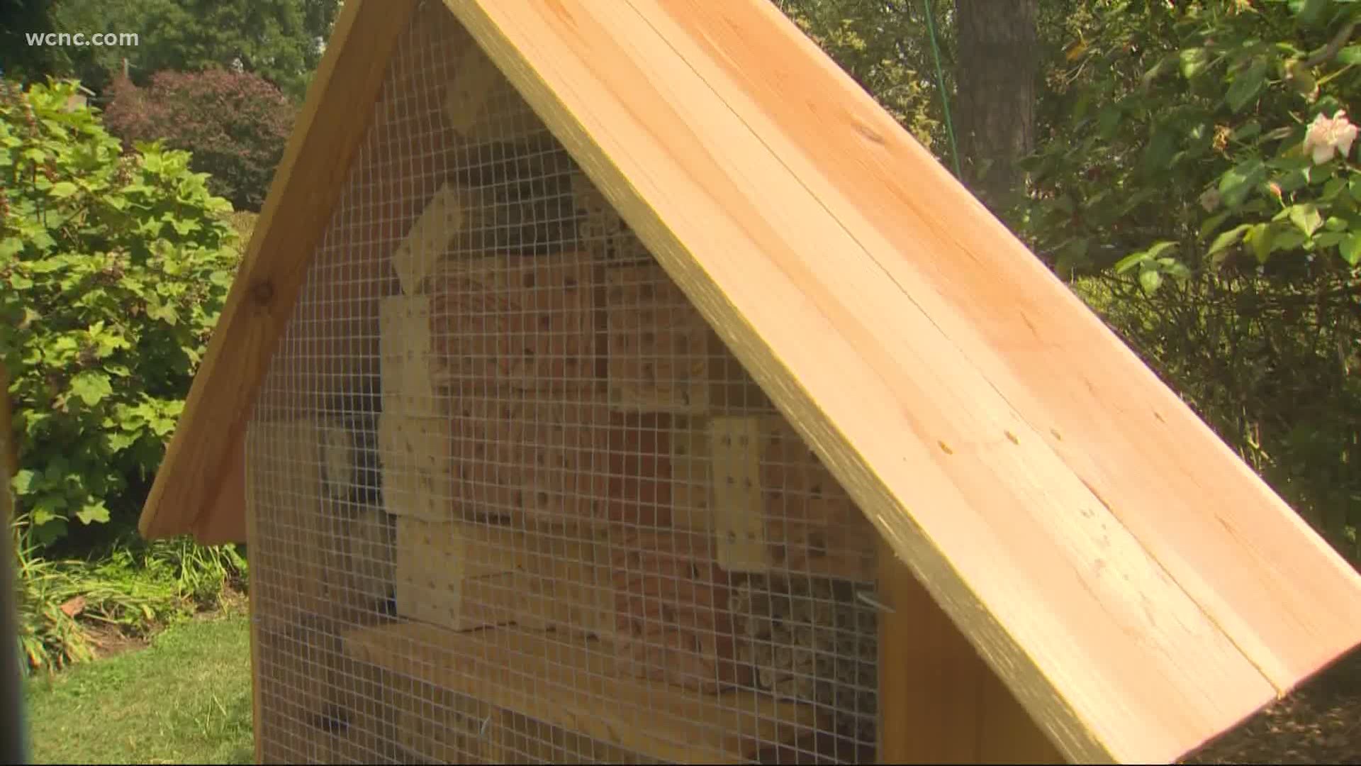 This new structure in Freedom Park will work to create a space for bees and help with pollinating flowers in the Charlotte area.