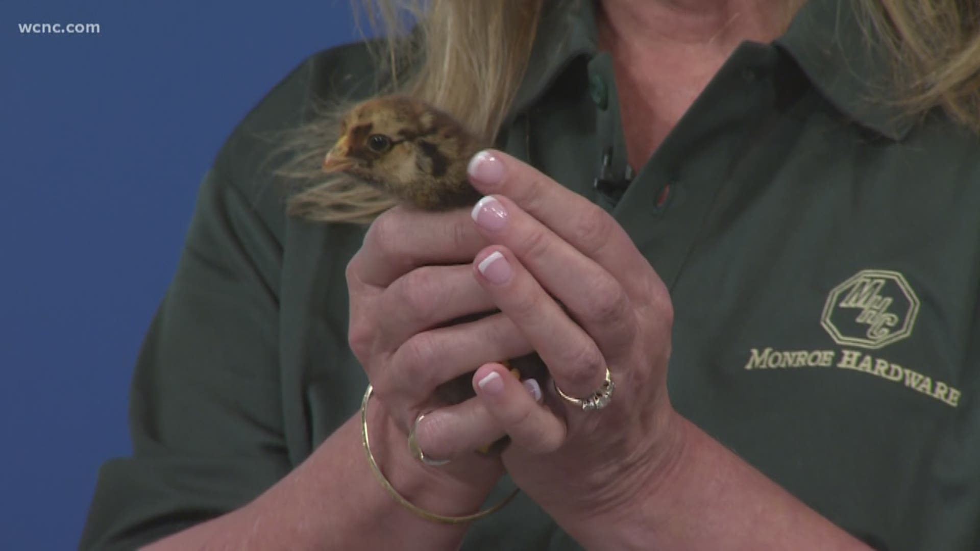 If you’ve thought about having your own backyard chickens, here are tips for getting started with your own chicks.
Guests: Eric Shupe, Purina Poultry Expert and Susan Sandall, Monroe Hardware.