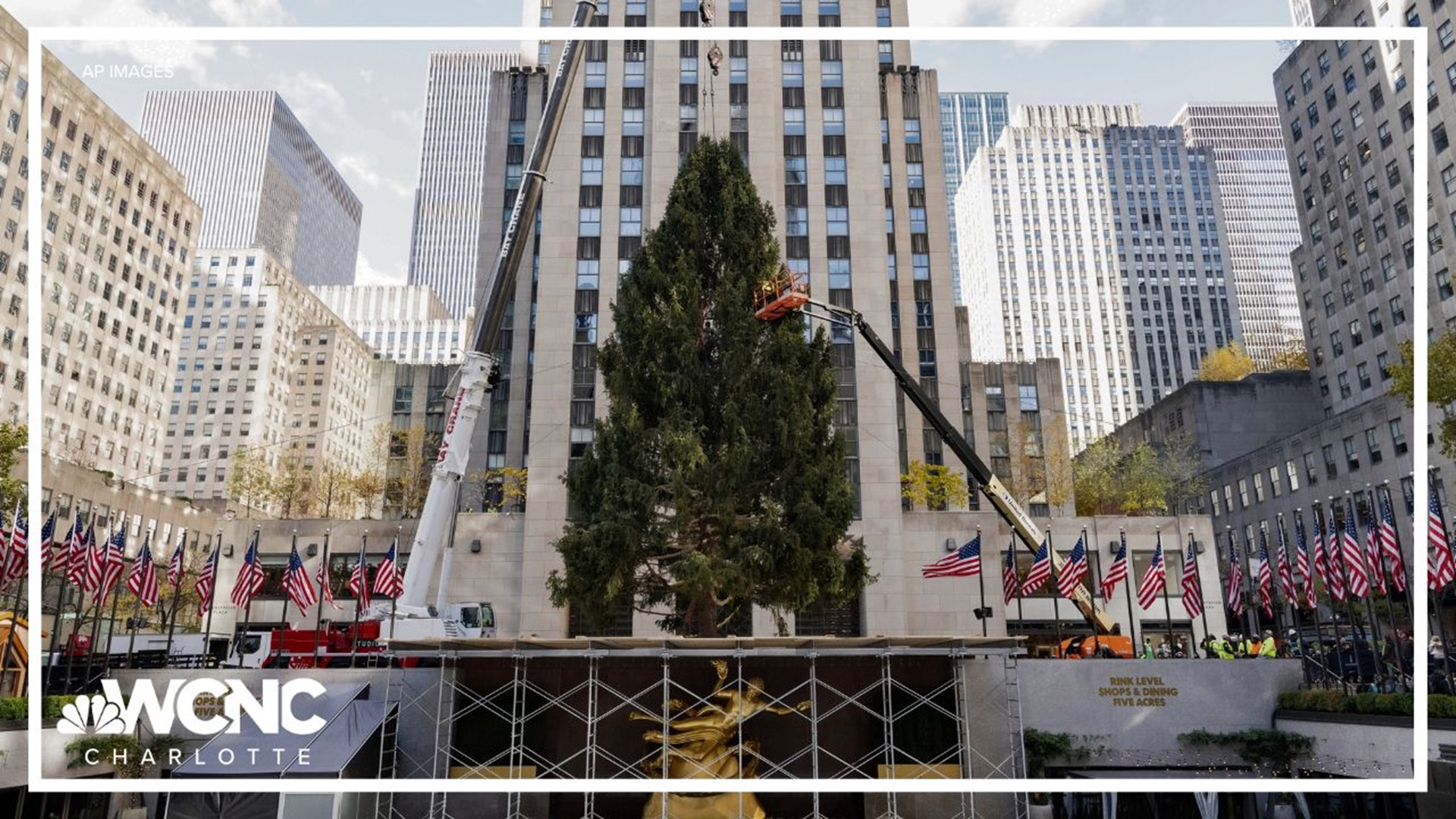 The 30 Rock Christmas tree is now standing tall at Rockefeller Plaza in New York as they count the days to Christmas in New York.