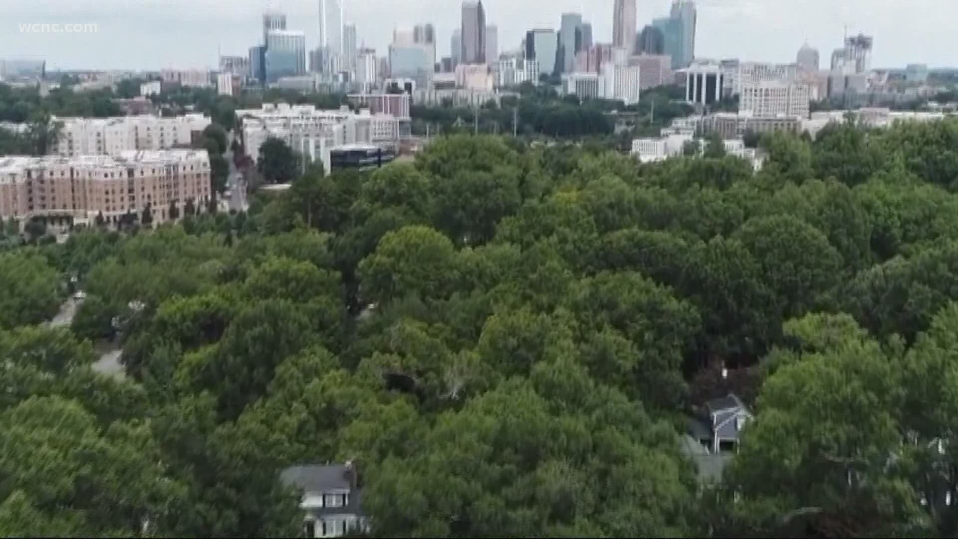 From 2012 to 2018, Charlotte lost 4% of its tree canopy.