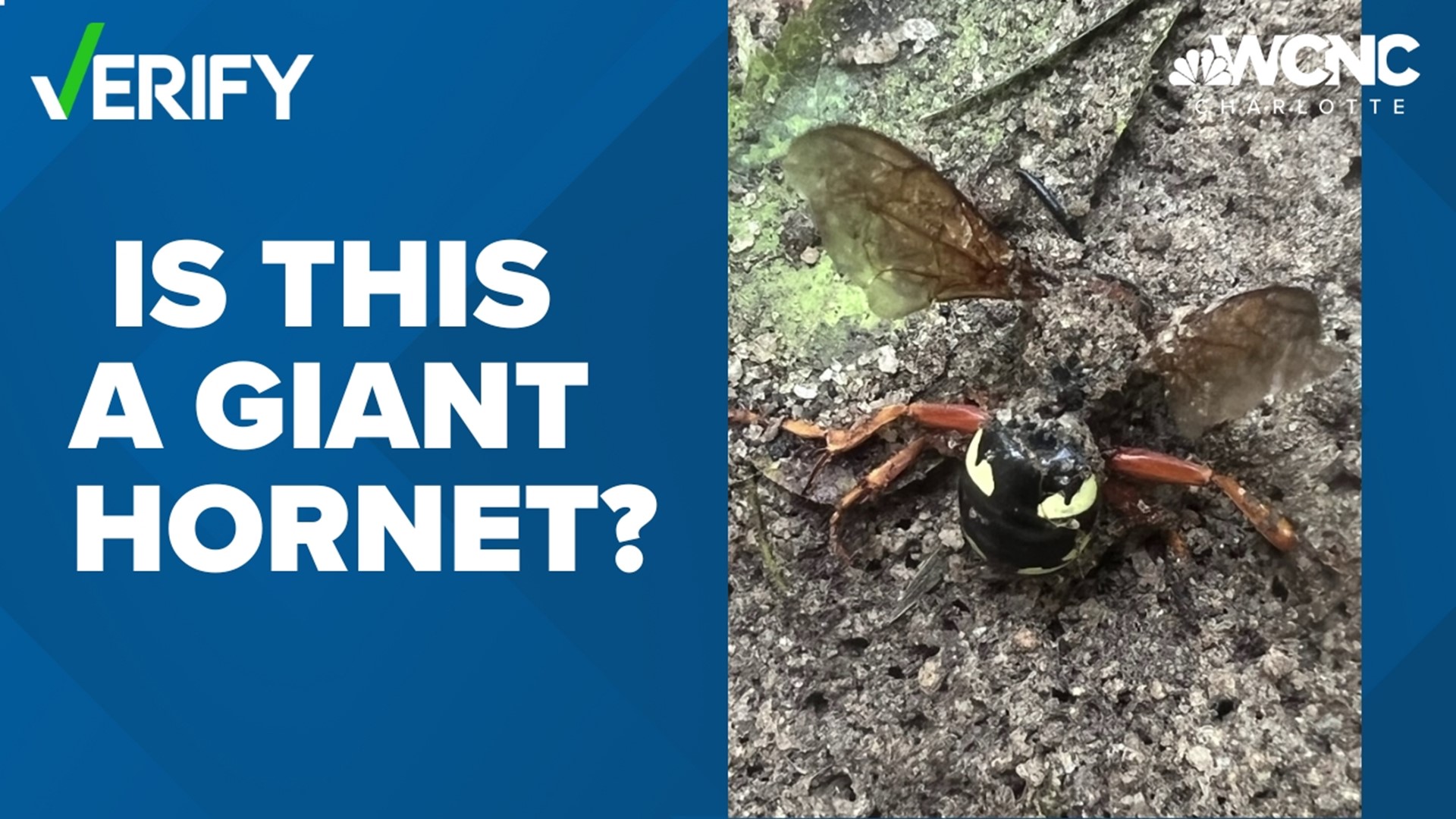 A viewer sent a photo on Twitter, which was recently rebranded as X.com, asking if the bug she just killed with wasp spray was an Asian Giant Hornet.