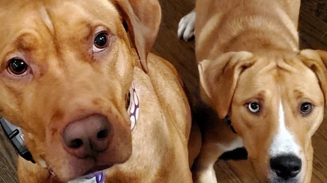 Loved ones of couple searching for their dog's forever home - Vimarsana News