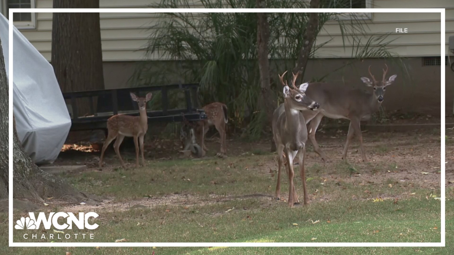 Neighbors say the deer overpopulation problem is getting worse and want to see a plan implemented to thin the herd as soon as possible.