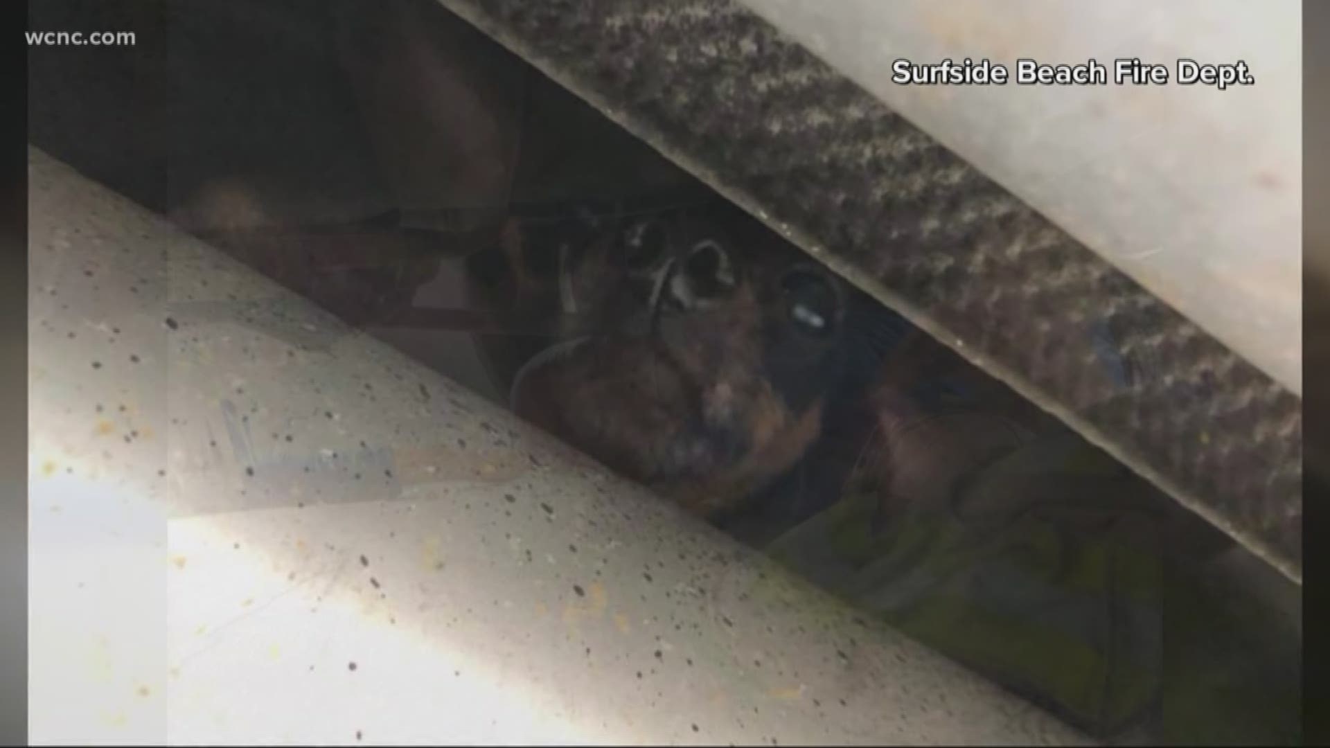 A South Carolina fire official is receiving praise after he saved a dog trapped under a car.