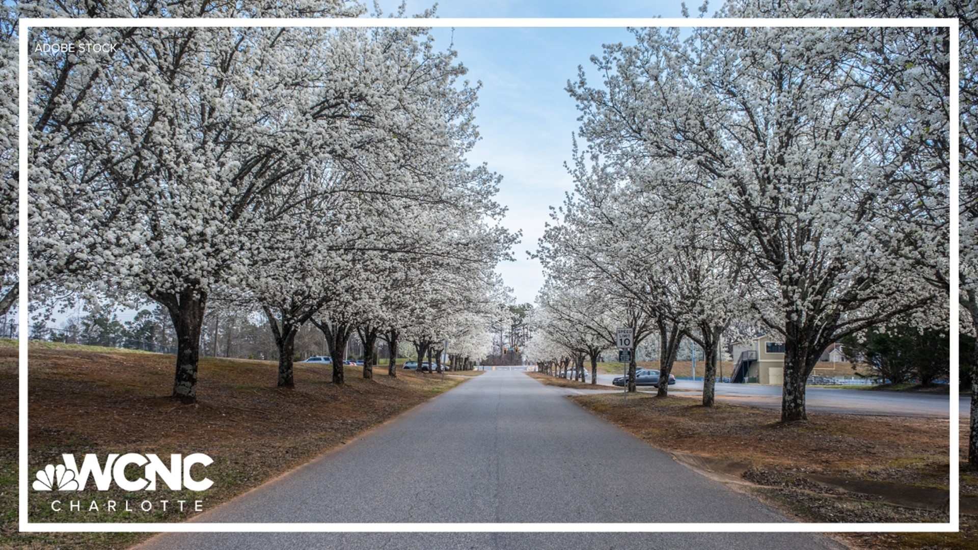 The invasive species is pushing out native species. With the Bradford Bounty Program, residents can receive native trees in exchange for destroying Bradford Pears.