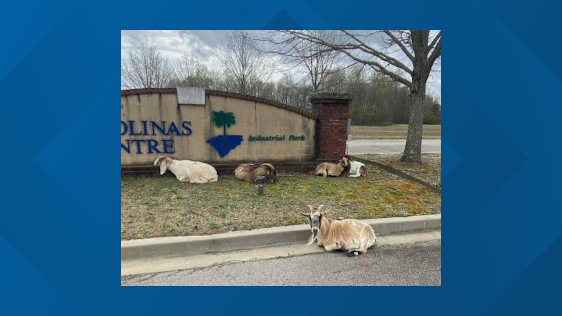 Can you help get these goats baaaaaaaack to the farm?