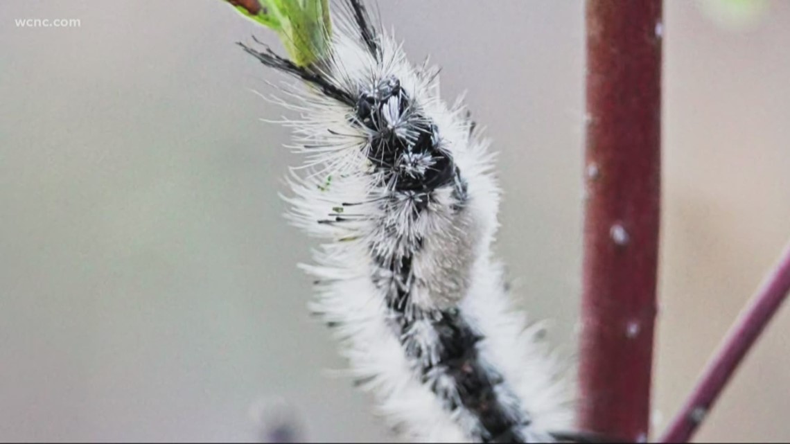 These caterpillars are roaming North Carolina. They could pose a risk