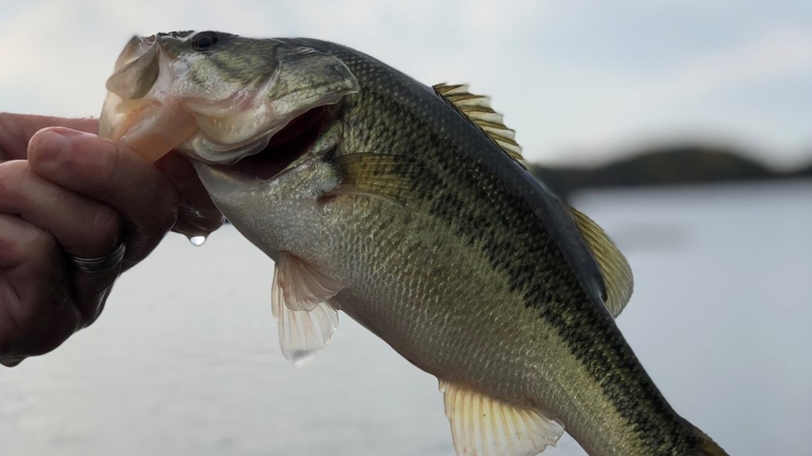 NC wildlife officials stocking Lake Norman with F1 Hybrid bass