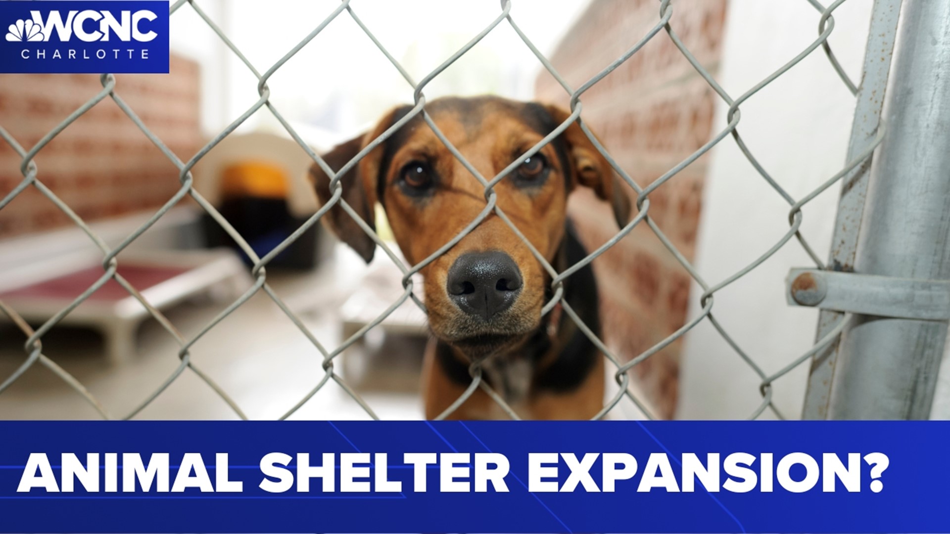 CMPD animal shelter needs expansion 