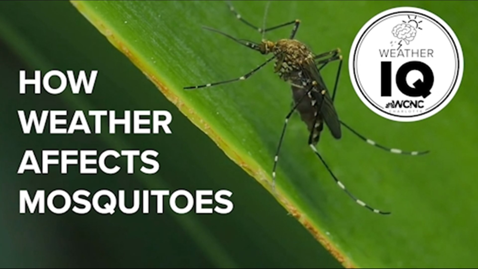 Mosquitoes like it just right when it comes to weather. Here is the ideal time of day, temperature, humidity and wind speed mosquitoes thrive in.