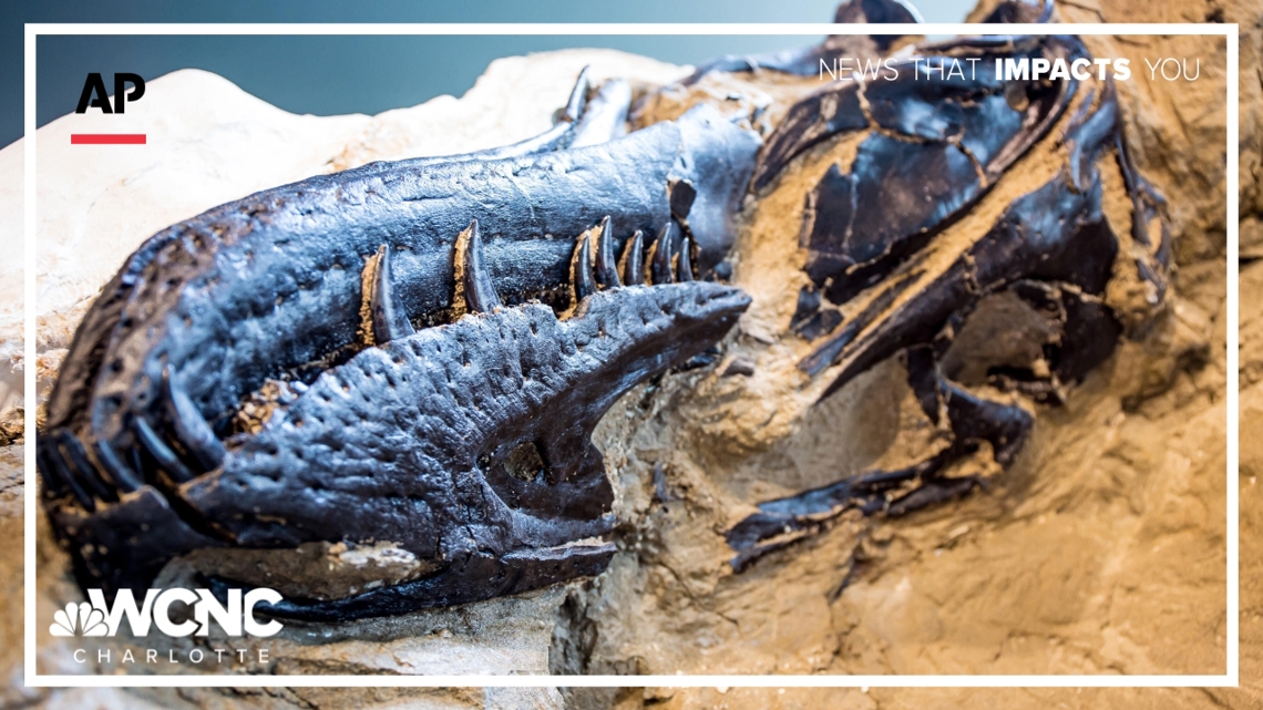 North Carolina Researchers Confirm New Dinosaur Species Nanotyrannus