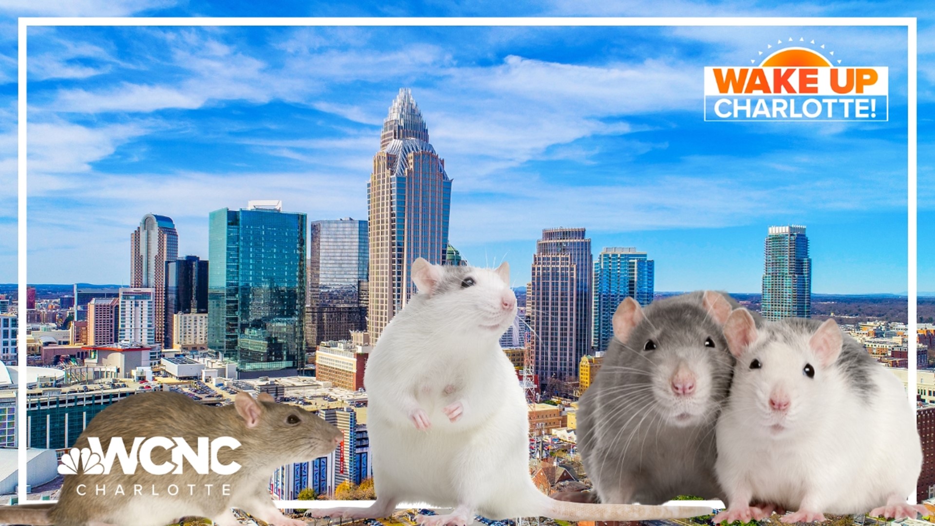 Charlotte is one of the rattiest cities in the US