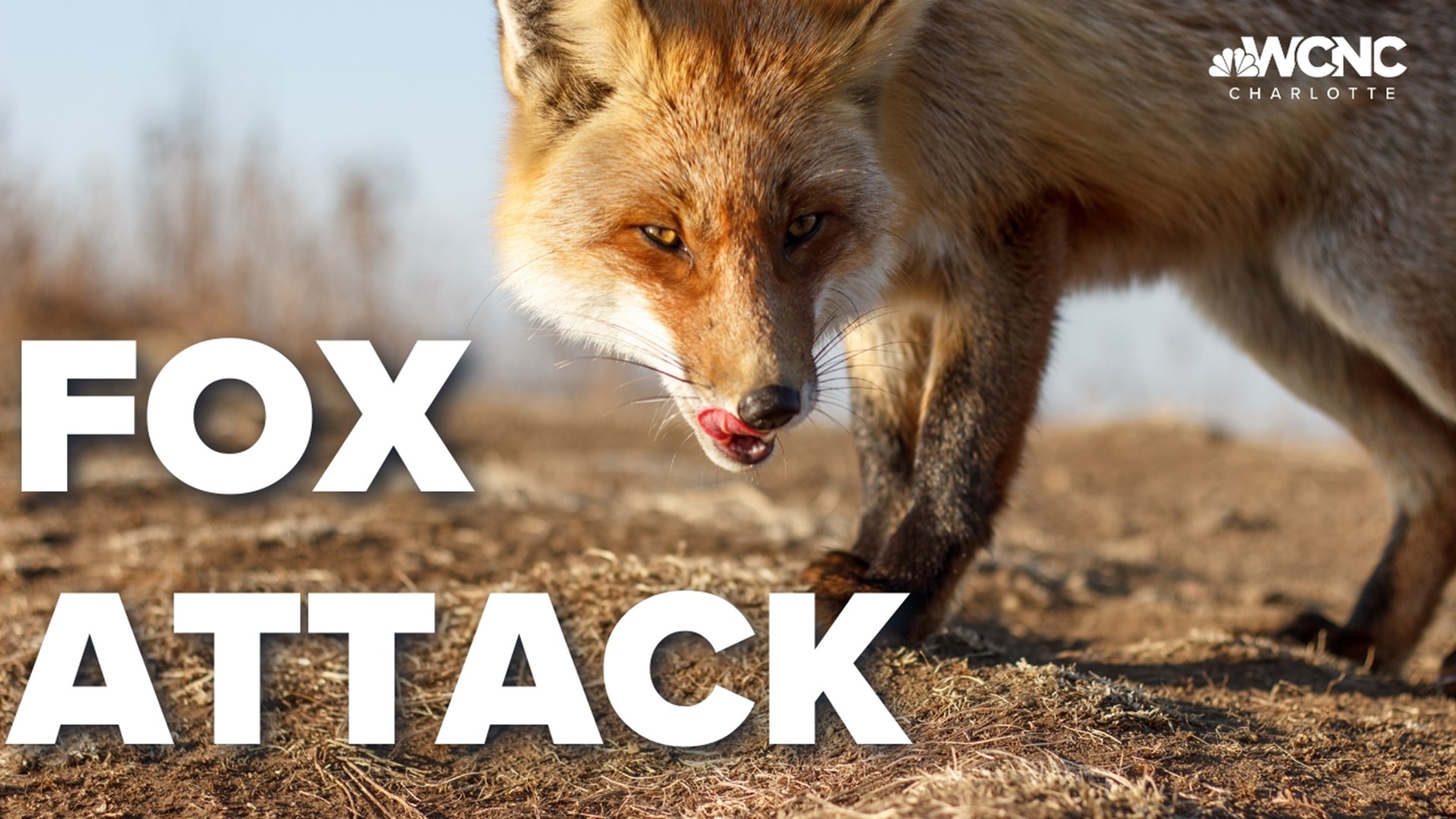 A Union County couple is recovering after being attacked by a rabid fox.