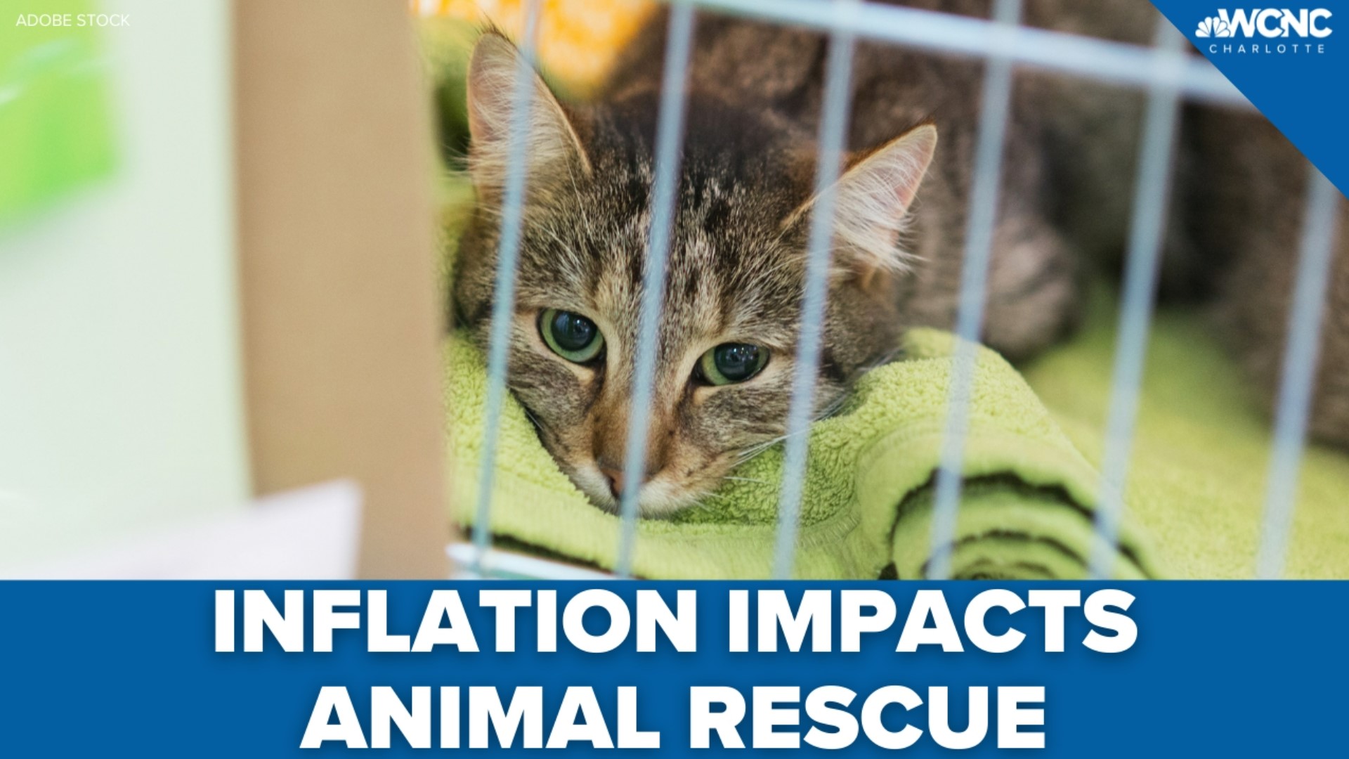 What you can do to help animal rescues care for their furry friends