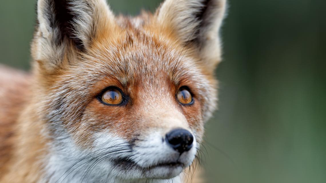 Multiple Rabies Cases Confirmed in Georgia, Virginia, North Carolina Counties