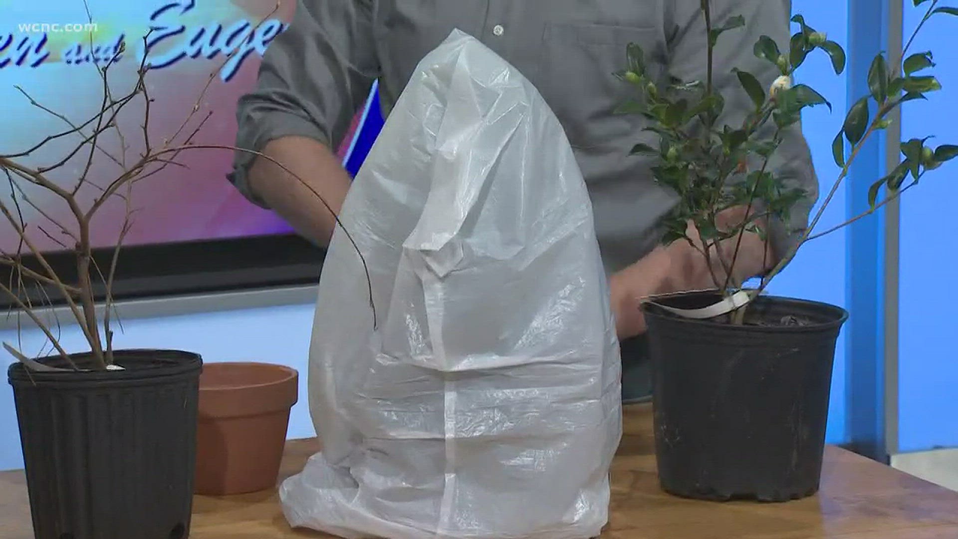 Jeff Gilman helps you make sure your blooms are beautiful in the spring.