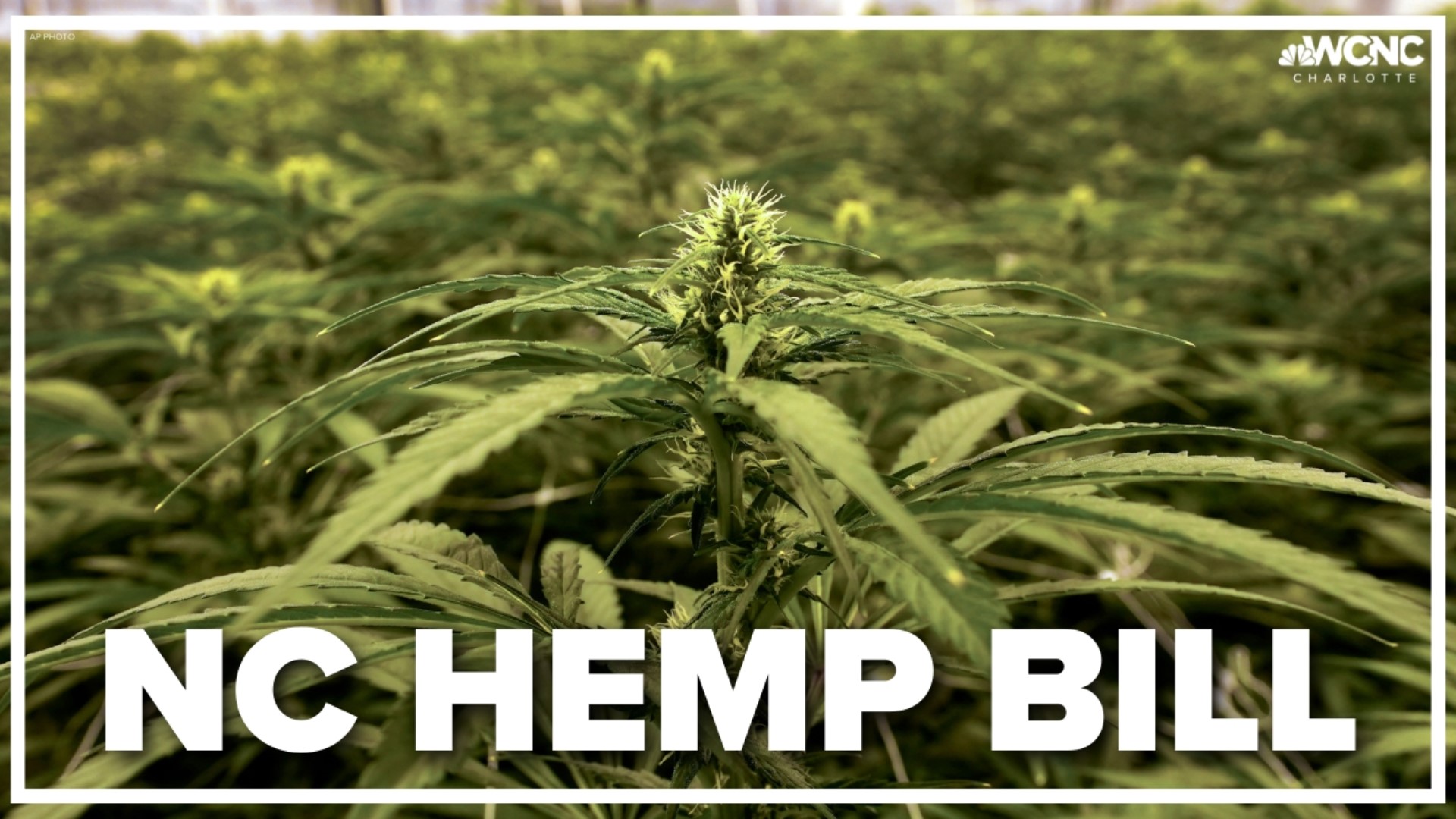 Over the last few years, hemp and hemp products like CBD have become a booming industry in North Carolina.