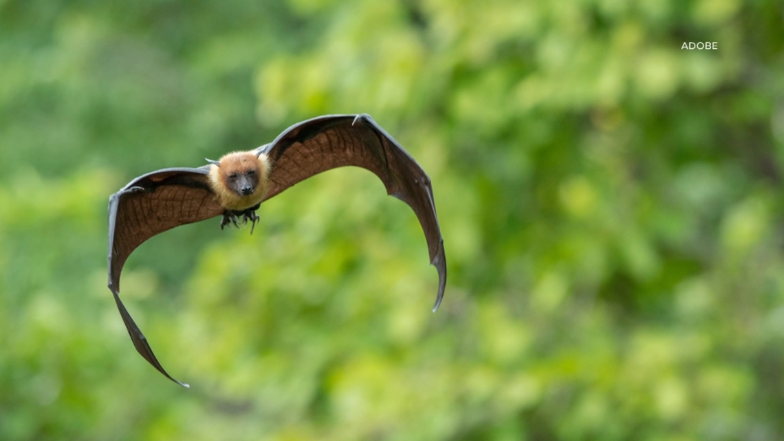 Multiple Rabies Cases Confirmed in Raccoons, Bats, Cats Across Southeastern U.S.