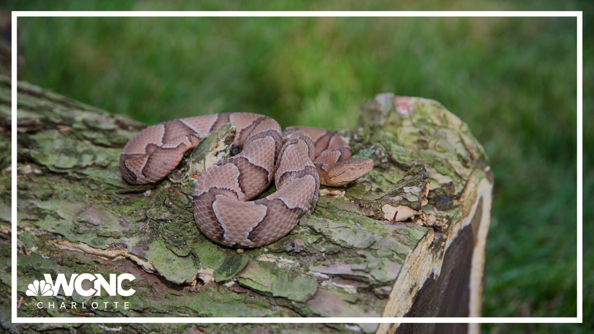 Right now, dozens of hospitals across the Tar Heel state are helping folks dealing with snake bites. WCNC Charlotte's Destiny Richard has all the details.