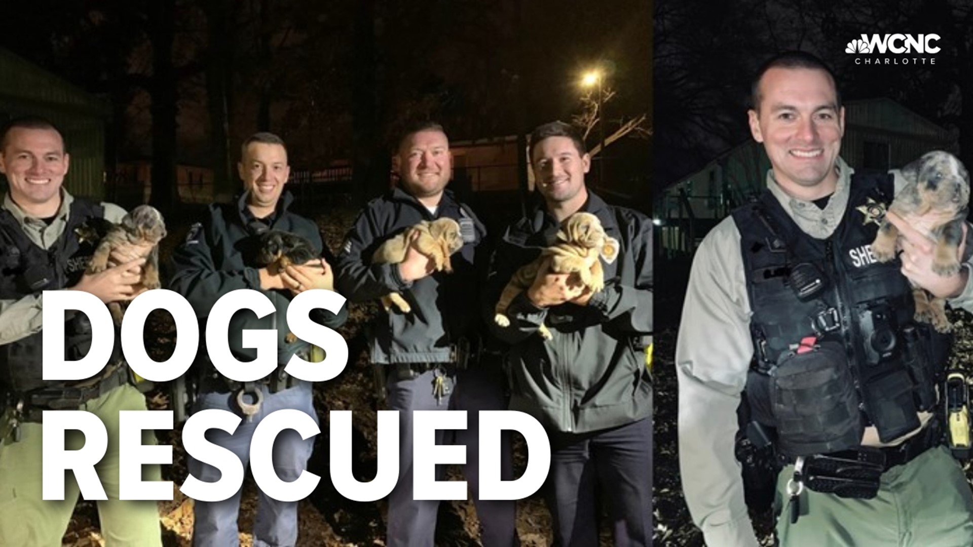 A handful of bulldog puppies are back home safe after a chase from Charlotte ended in Fort Mill early Saturday morning.