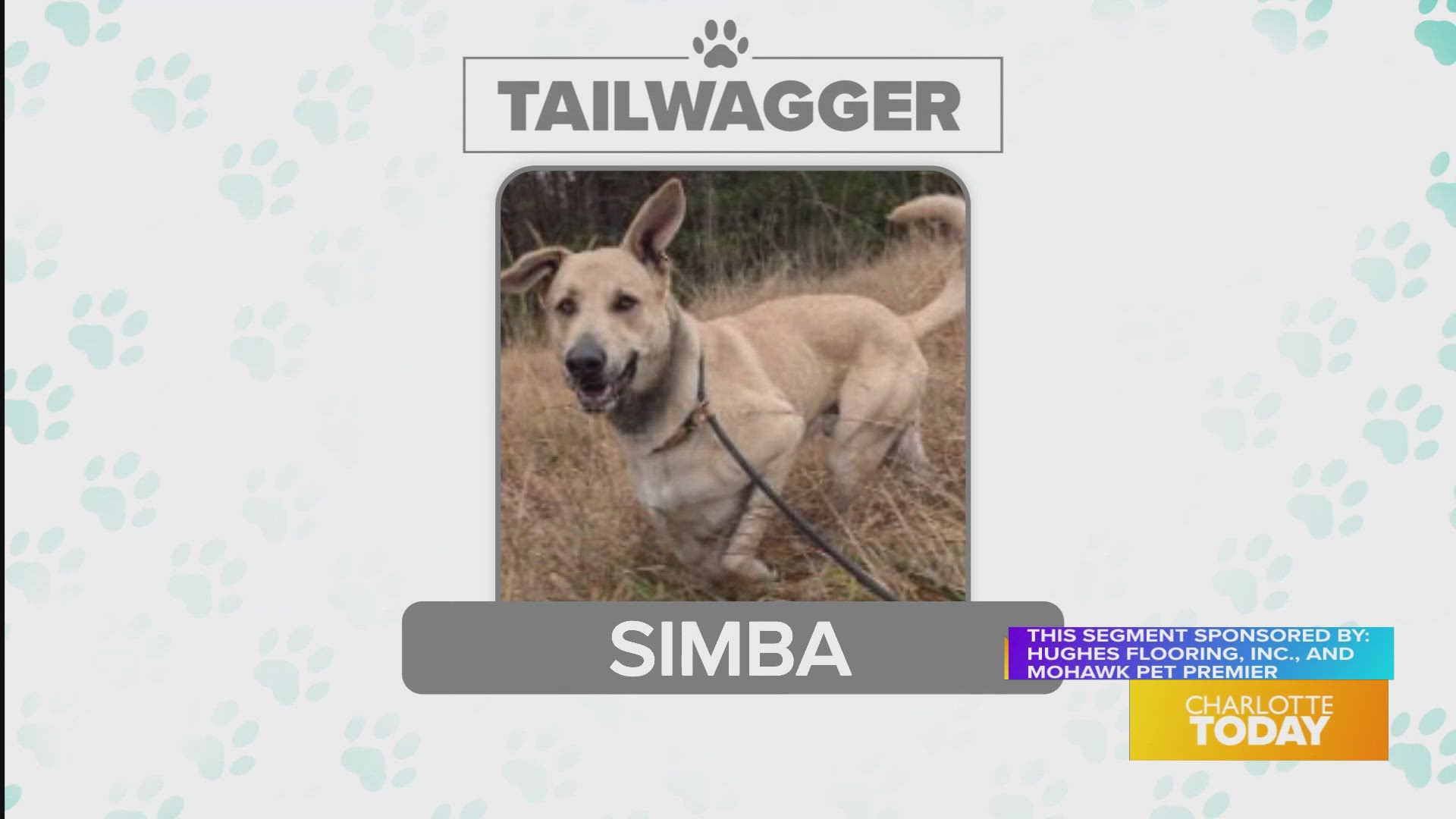 Adopt Simba today from Animal Care & Control 