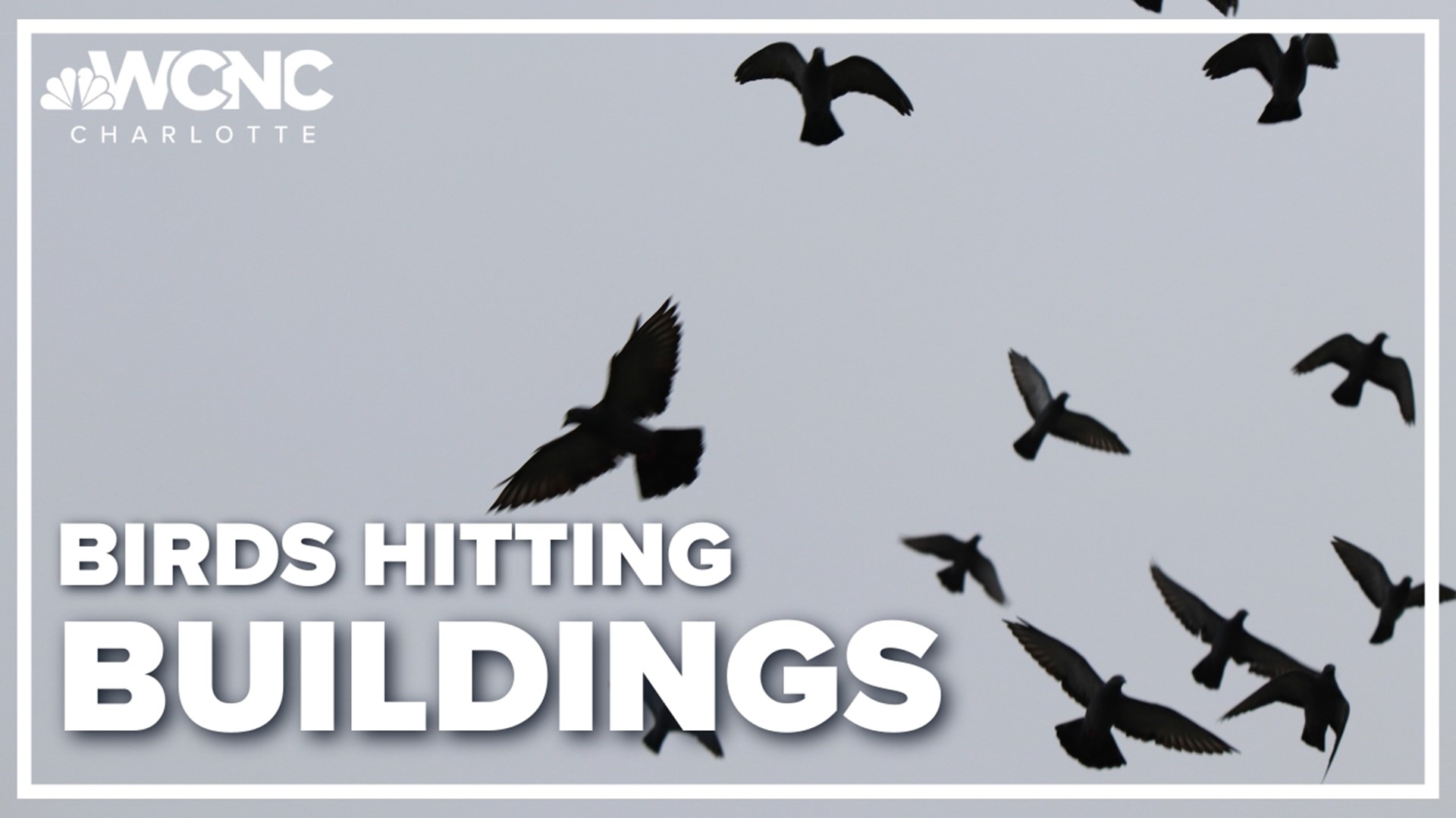 Birds can mistaken the reflection of sky and trees in windows. Flying into the windows can seriously harm or kill the animals.
