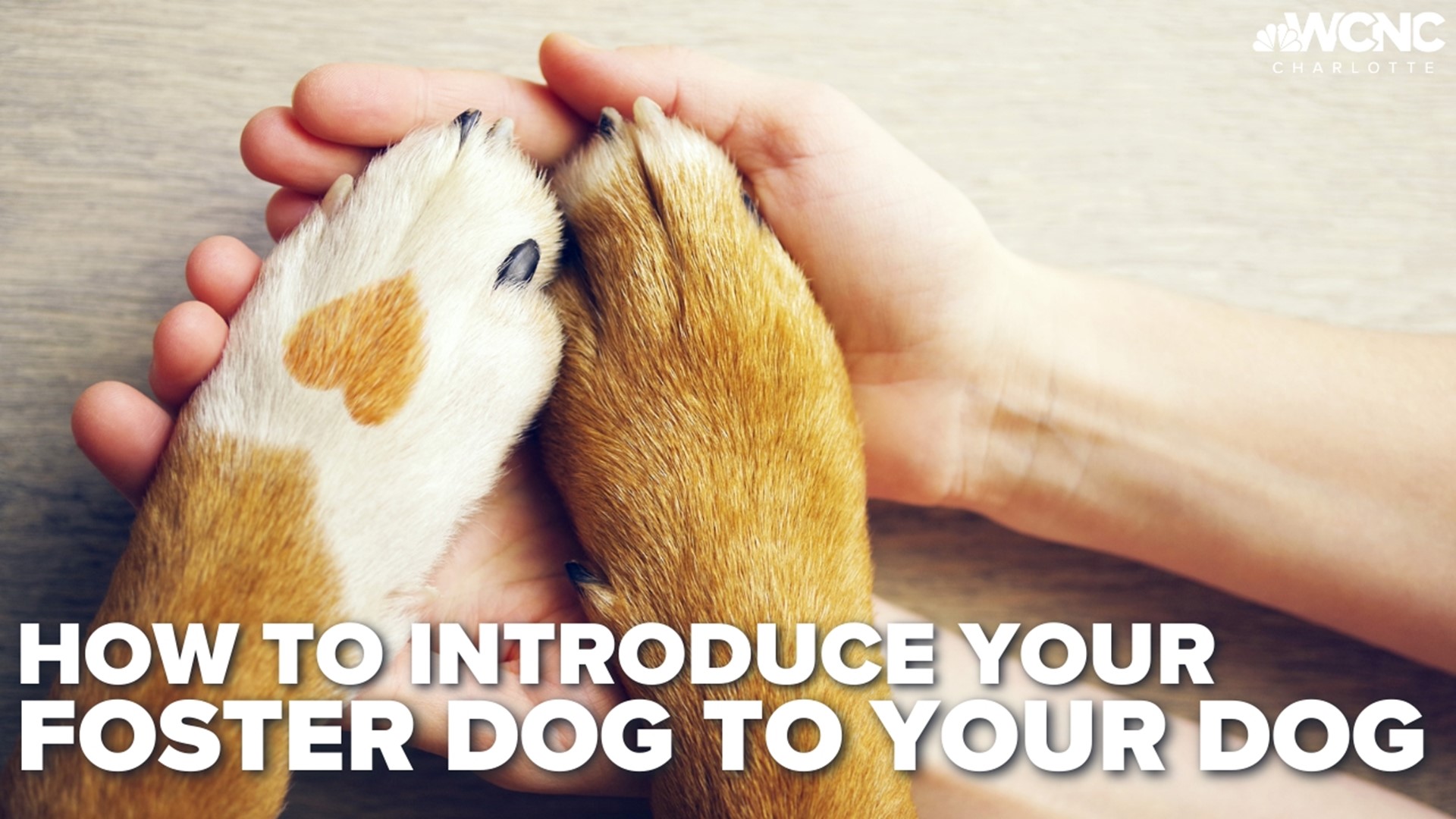Here's how to get your current animals acclimated to a new pal!
