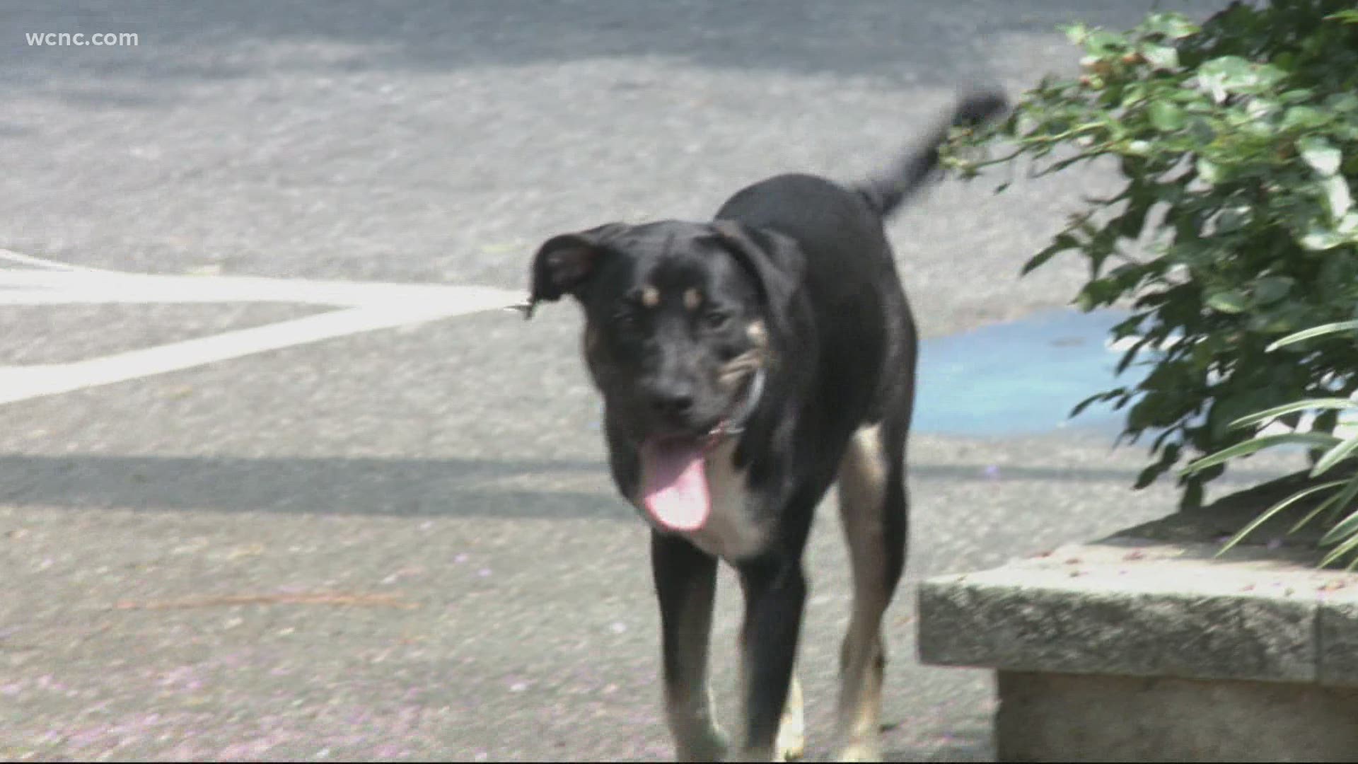 The 'Paw-lympics' event is aimed at promoting adoption at local shelters.