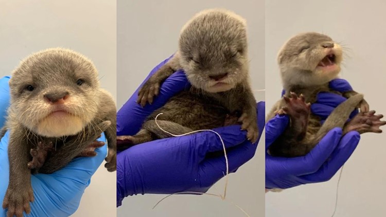 North Carolina Aquariums needs your help naming baby otters