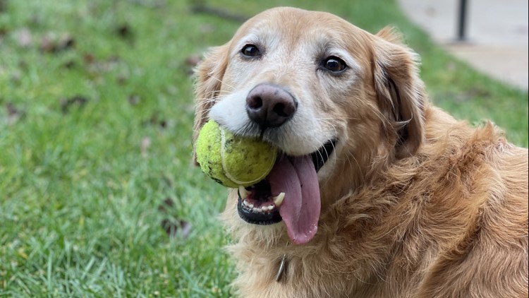 High schoolers make prosthetic for dog who lost leg to cancer | wcnc.com