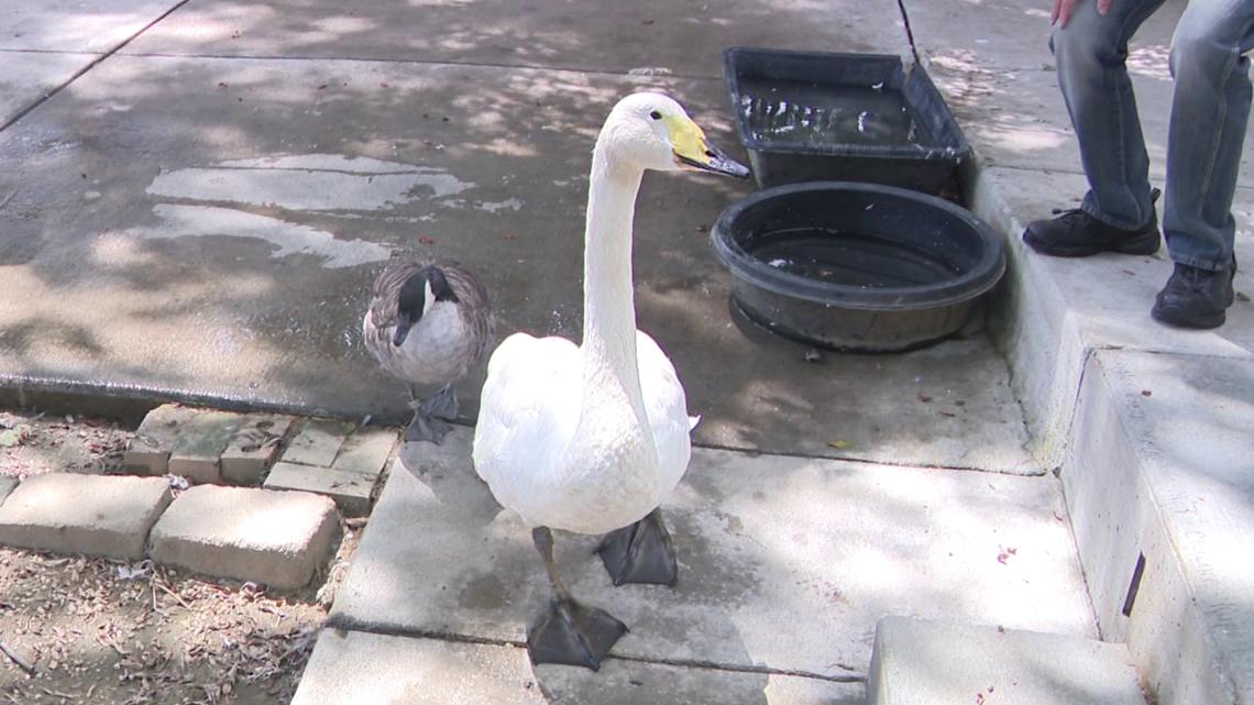 Dedicated bird rescue struggles to stay afloat due to soaring prices, volunteer shortages