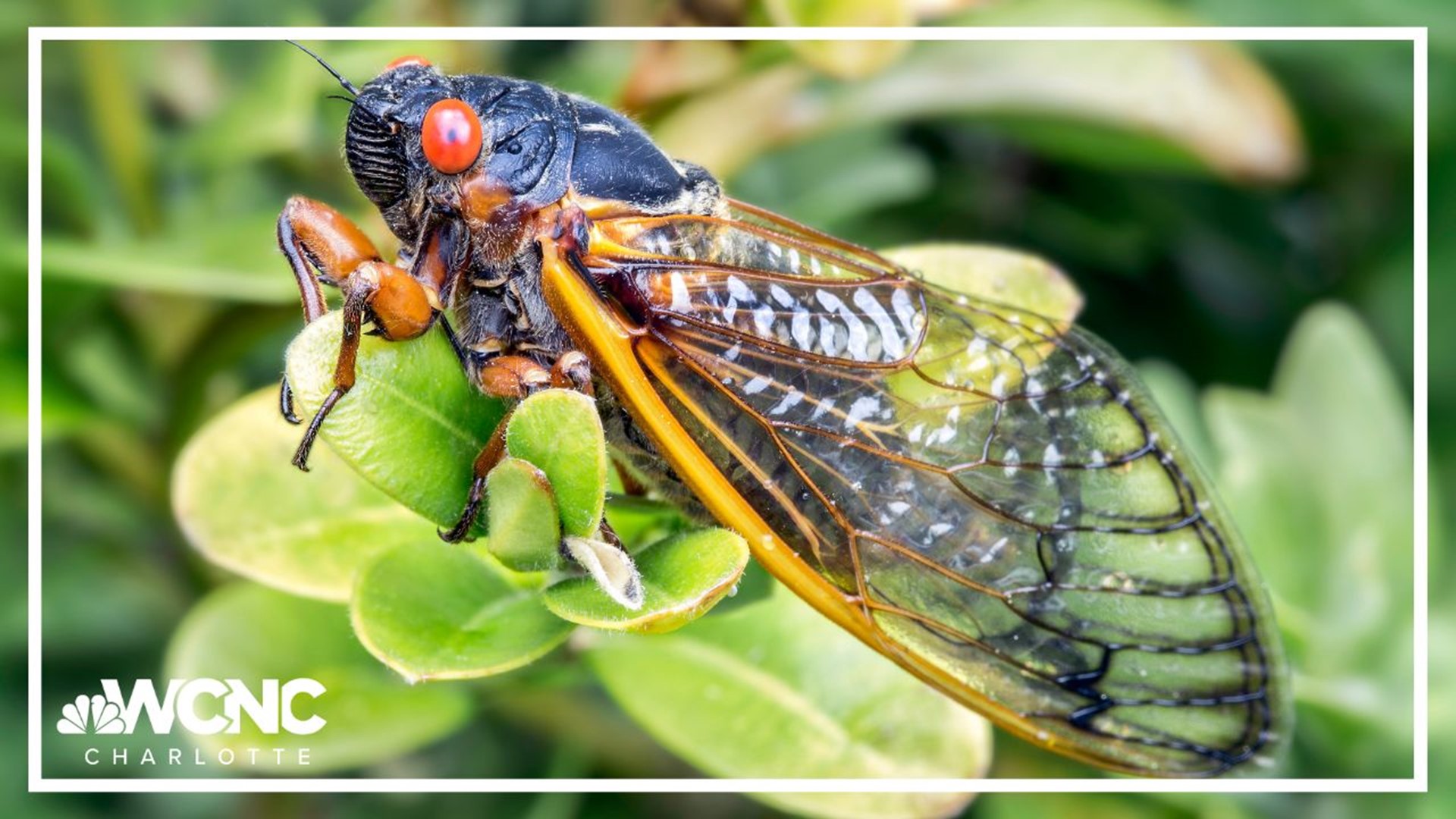 Billions of cicadas expected in 2024 due to a rare 'doublebrood' event